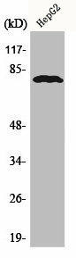 ADARB1 Antibody (PACO00369)