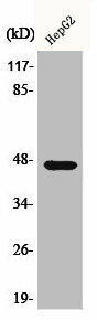 AKAP5 Antibody (PACO00384)