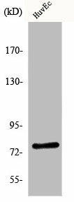 KAL1 Antibody (PACO00991)