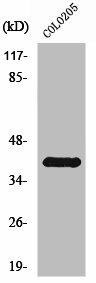 RHO Antibody (PACO01433)