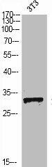 SNAI1 Antibody (PACO01519)