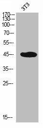 SELPLG Antibody (PACO02237)
