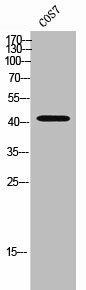 CCR7 Antibody (PACO02461)