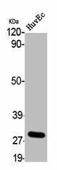 SRSF7 Antibody (PACO06210)