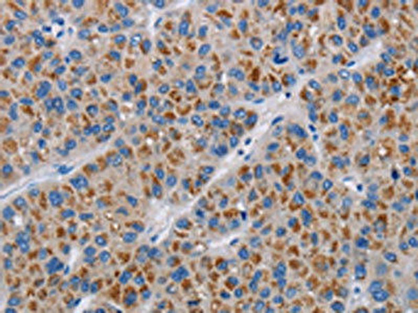 COX18 Antibody (PACO17717)