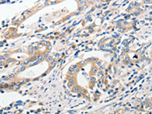 P2RY11 Antibody (PACO18326)