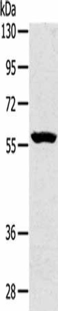 SLC39A5 Antibody (PACO20506)