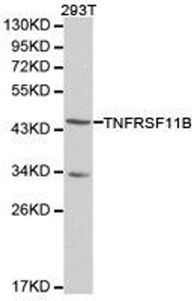 TNFRSF11B Antibody (PACO21247)