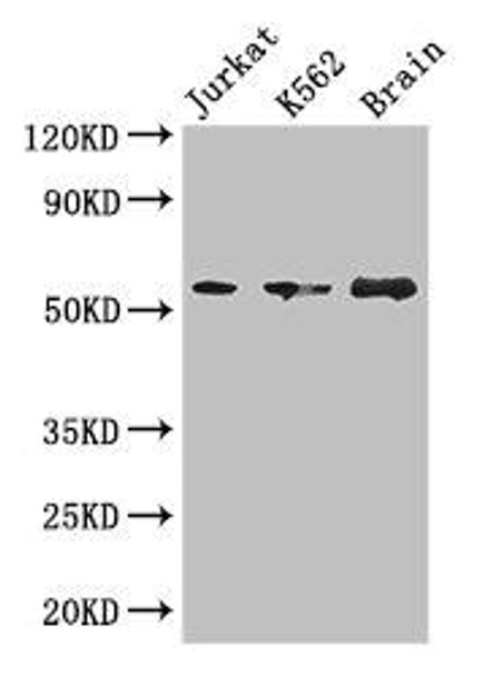 KIAA0513 Antibody (PACO27781)