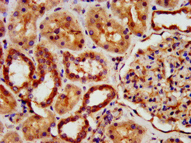 KIAA0319 Antibody (PACO57044)