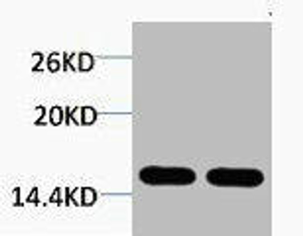 Tri-Methyl-Histone H4 (Lys20) Antibody (PACO00138)