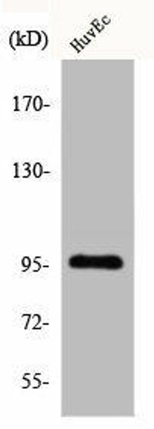 CDC27 Antibody (PACO00568)