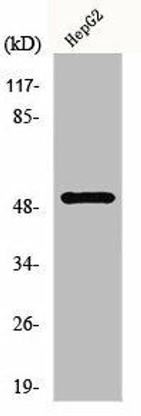 HNF4A/HNF4G Antibody (PACO00920)
