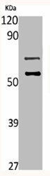 MUC13 Antibody (PACO06661)