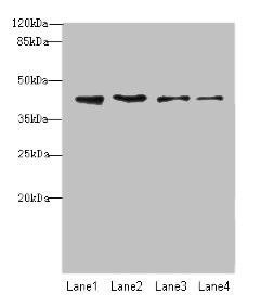 NUP43 Antibody (PACO39154)