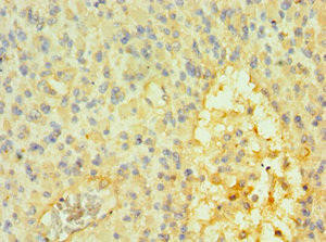 SOX14 Antibody (PACO43321)