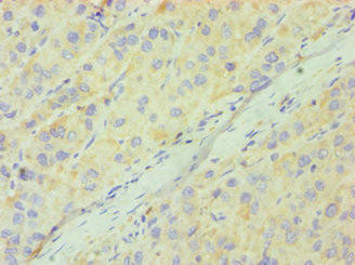CD33 Antibody (PACO43490)