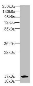PEA15 Antibody (PACO44886)