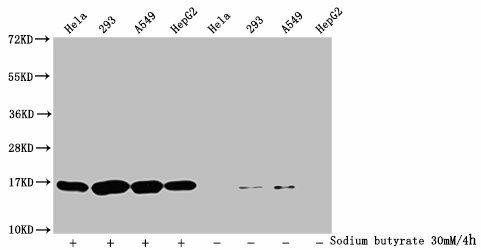 Butyrly-HIST1H3A (K9) Antibody (PACO60550)