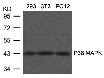MAPK11 (Ab-180/182) Antibody (PACO21337)
