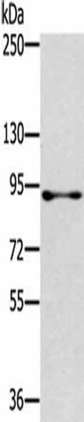 RASAL1 Antibody (PACO16941)