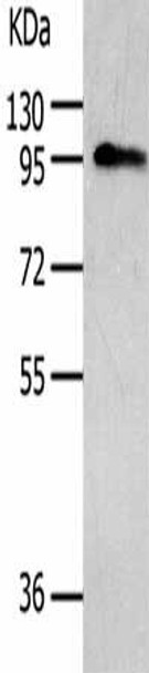 AKAP8 Antibody (PACO18287)