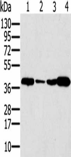 SYCP3 Antibody (PACO20408)