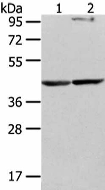 WWOX Antibody (PACO20930)
