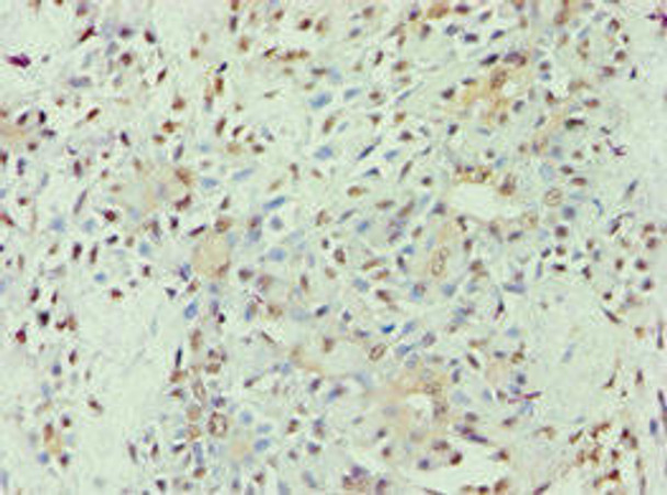 APOL1 Antibody (PACO43677)