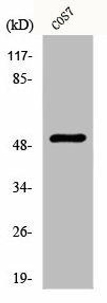 KRT8 Antibody (PACO00681)