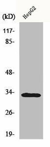 TNFRSF6B Antibody (PACO00689)