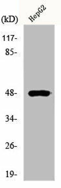 E2F2 Antibody (PACO00731)