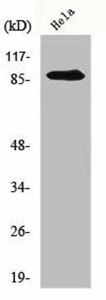 ZAK Antibody (PACO01072)