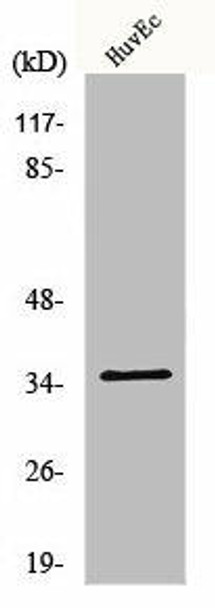 NANOGP8 Antibody (PACO01136)