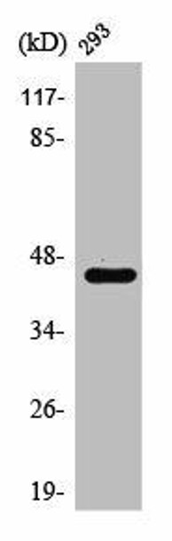 PTX3 Antibody (PACO01378)