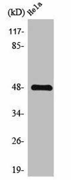 F2R Antibody (PACO01624)