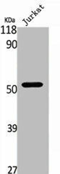 TRAF2 Antibody (PACO01649)