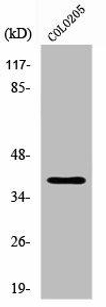 XRCC4 Antibody (PACO01711)