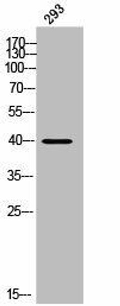 PAQR7 Antibody (PACO02568)