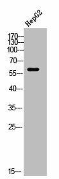 DNTT Antibody (PACO02593)