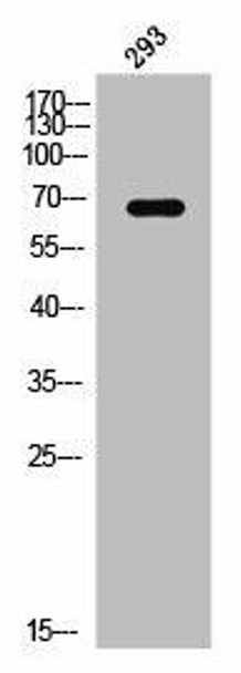 ELF1 Antibody (PACO02633)