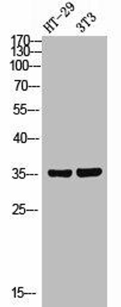 FOXN2 Antibody (PACO02825)