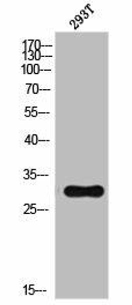 NDUFS3 Antibody (PACO02925)