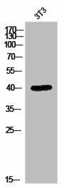 MAPK1 Antibody (PACO03017)