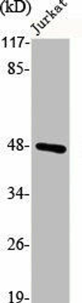 S1PR1 Antibody (PACO06445)