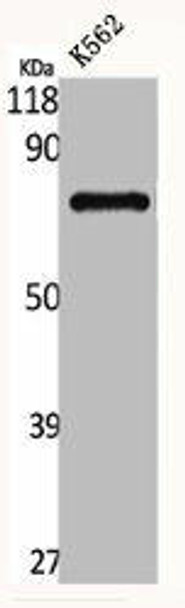 GNL1 Antibody (PACO06521)