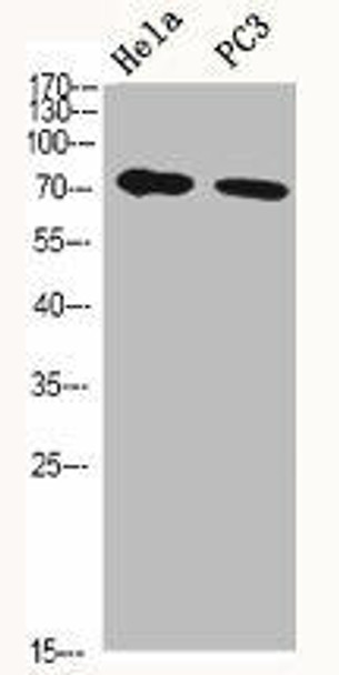 HSPA5 Antibody (PACO06565)