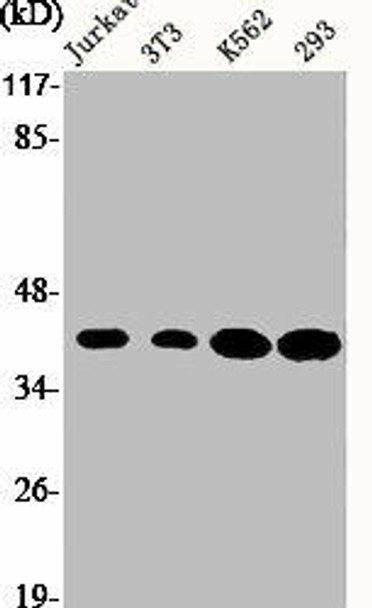 COPS5 Antibody (PACO06593)