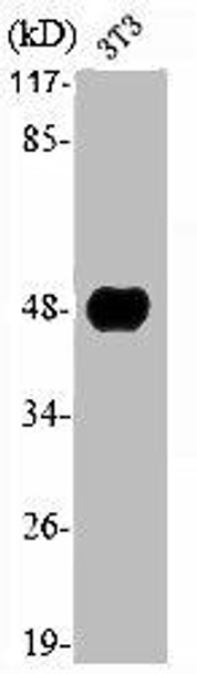 NFYC Antibody (PACO06680)