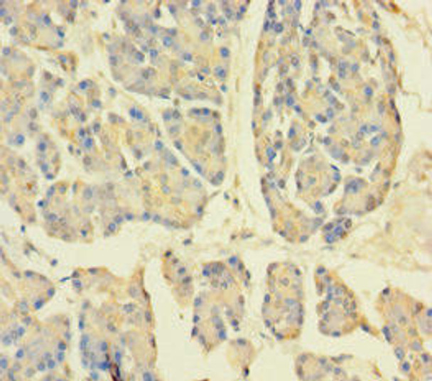 APPL1 Antibody (PACO42350)